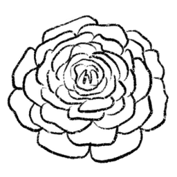 ranunculus